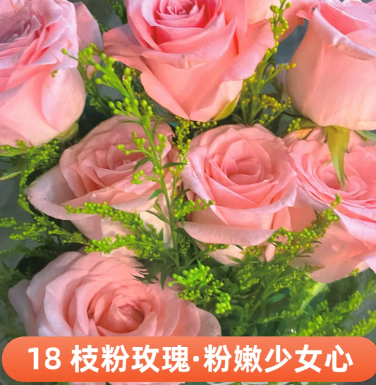 粉玫瑰云南鲜花基地直发粉玫瑰 18 枝+6 枝配草