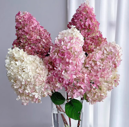 绣球鲜花切花重瓣云南昆明基地直发 绣球1支