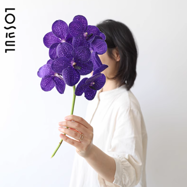 进口胡姬兰鲜切鲜花少见ins小众胡姬兰深浅紫色随机发 花瓣娇