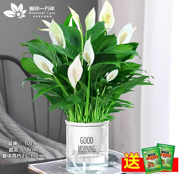 一帆风顺盆栽水培绿植红掌发财树吸甲醛特级白掌10-12株带花