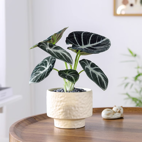 黑天鹅海芋-奶油杏波纹盆绿植好养活喜阴室内四季诧寂风竹芋热植