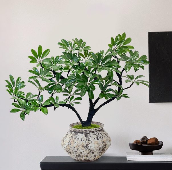 鸭脚木盆栽旺宅桌面植物入户玄关八方来财盆景送草皮70-80c